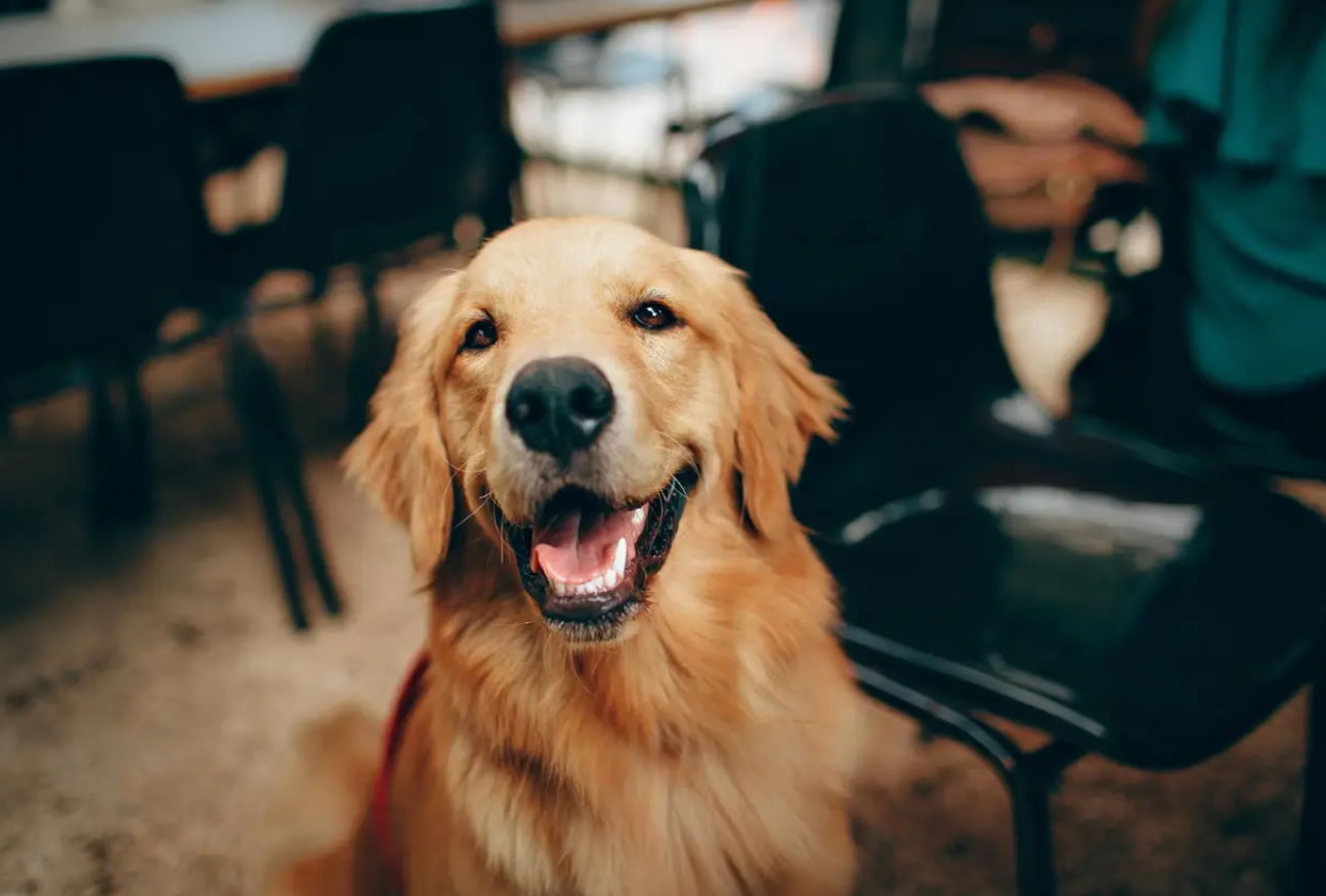 What Golden Retriever Boyfriends Reveal About Modern Masculinity 2